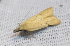 Dichomeris limosellus