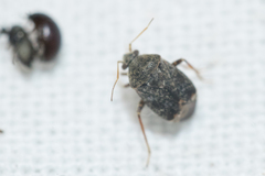 Charagochilus gyllenhalii