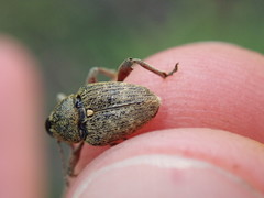 Curculio nucum