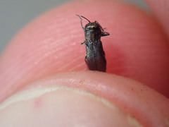 Agrilus olivicolor