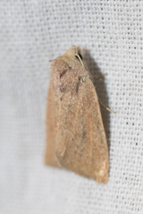 Photedes fluxa