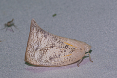 Lawana conspersa