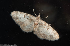 Eupithecia mutata