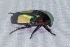 Dicheros bimacula