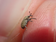 Rhinusa neta