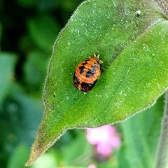 Harmonia axyridis