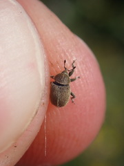 Rhinusa neta