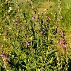 Lythrum