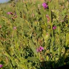 Lythrum