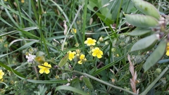 Potentilla neglecta