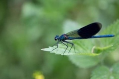 Calopteryx splendens