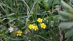 Potentilla neglecta
