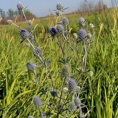 Eryngium planum