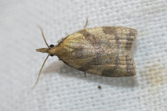 Sparganothis pilleriana