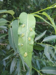 Insecta