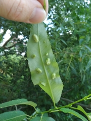Insecta