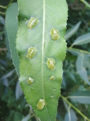 Insecta