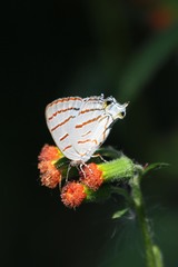 Hemiolaus caeculus