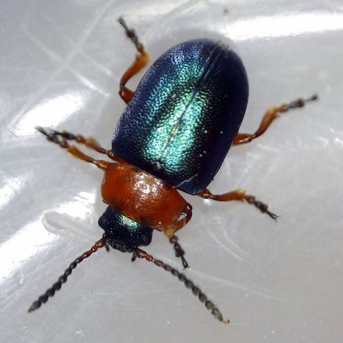 Knotweed Leaf Beetle photo 3