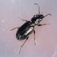 Bembidion properans