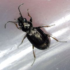 Bembidion properans