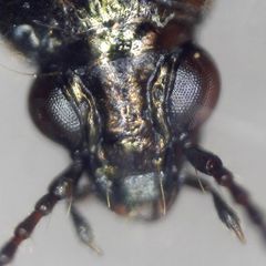Bembidion properans