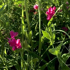 Lathyrus tuberosus