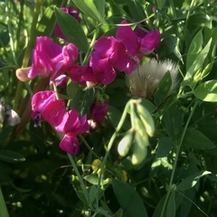 Lathyrus tuberosus