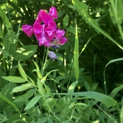 Lathyrus tuberosus