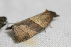 Philedone gerningana