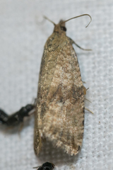 Philedone gerningana