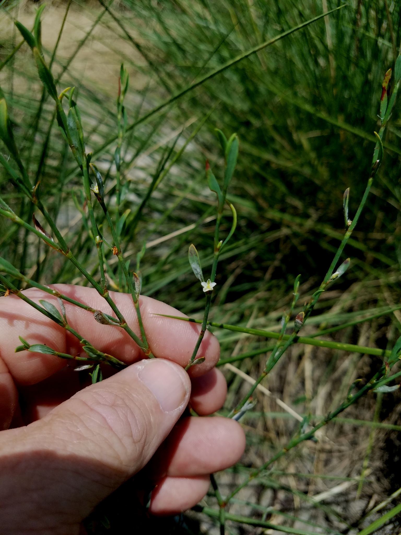 Polygonum striatulum