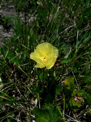 Cienfuegosia drummondii