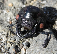 Lucanus cervus turcicus