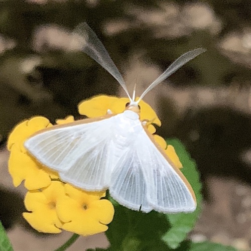 Orange-shouldered Sherbet Moth photo 4