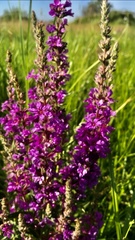 Lythrum