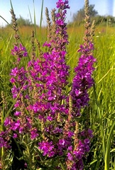 Lythrum