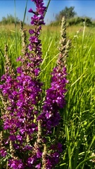 Lythrum