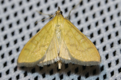Mecyna flavalis