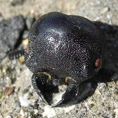 Lucanus cervus turcicus