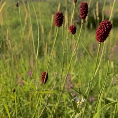 Sanguisorba officinalis