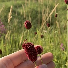 Sanguisorba officinalis