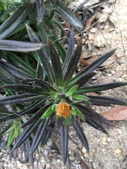 Coronidium lindsayanum