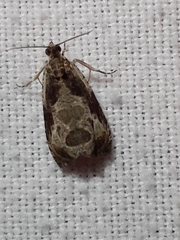 Olethreutes connectum