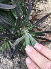 Coronidium lindsayanum