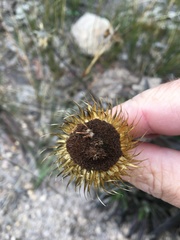 Coronidium lindsayanum