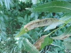 Insecta