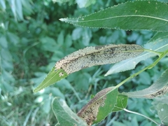 Insecta