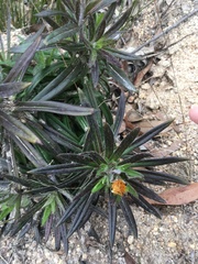 Coronidium lindsayanum