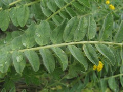 Astragalus polyphyllus